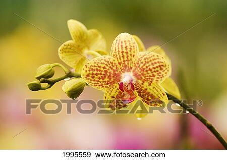Hawaii, Close-Up Of Yellow Spotted Orchids With Dewdrops View Large Photo Image Stock Photo - Hawaii, Close-Up Of Yellow Spotted Orchids With Dewdrops. Fotosearch