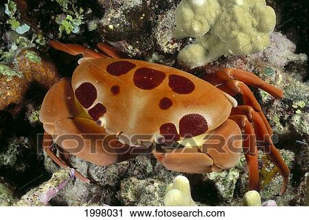 Stock Image - Hawaii, Close-Up Seven-Eleven Crab (Carpilius Maculatus) Top View On Coral A89A. Fotosearch