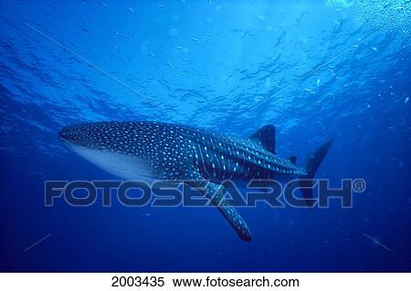 Hawaii, Close-Up Side Angled View Of Whale Shark Near Surface (Rhincodon Typus) Small Fish Swim Above View Large Photo Image Stock Photography - Hawaii, Close-Up Side Angled View Of Whale Shark Near Surface (Rhincodon Typus) Small Fish Swim Above. Fotosearch
