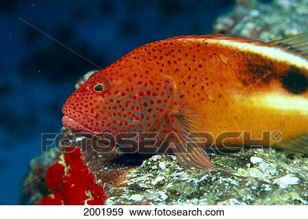 Hawaii, Close-Up Side View Of Blackside Hawkfish, Resting On Reef (Paracirrhites Forsteri) View Large Photo Image Stock Photo - Hawaii, Close-Up Side View Of Blackside Hawkfish, Resting On Reef (Paracirrhites Forsteri). Fotosearch