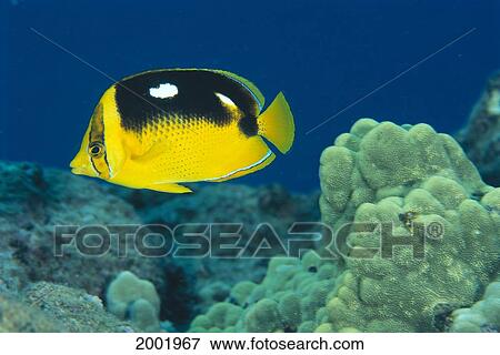 Stock Photo - Hawaii, Close-Up Side View Of Fourspot Butterflyfish (Chaetodon Quadrimaculatus). Fotosearch