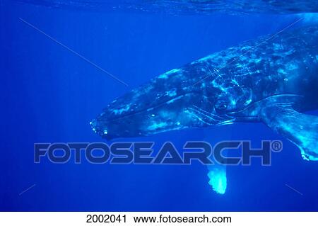 Hawaii, Close-Up Side View Of Humpback Whale (Megaptera Novaeangliae) Underwater View Large Photo Image Stock Image - Hawaii, Close-Up Side View Of Humpback Whale (Megaptera Novaeangliae) Underwater. Fotosearch