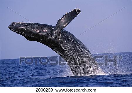 Hawaii, Close-Up Side View Of Humpback Whale (Megaptera Novaeangliae) Breaching, Pacific Ocean D1951 View Large Photo Image Stock Photo - Hawaii, Close-Up Side View Of Humpback Whale (Megaptera Novaeangliae) Breaching, Pacific Ocean D1951. Fotosearch