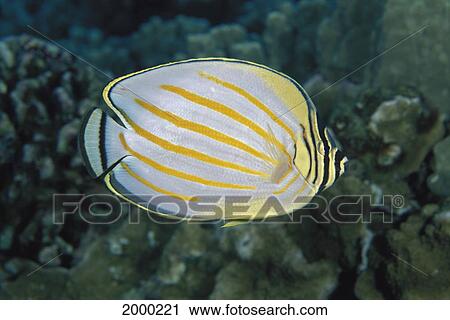 Stock Image - Hawaii, Close-Up Side View Of Ornate Butterflyfish (Chaetodon Ornatissimus) Black Background D1799. Fotosearch