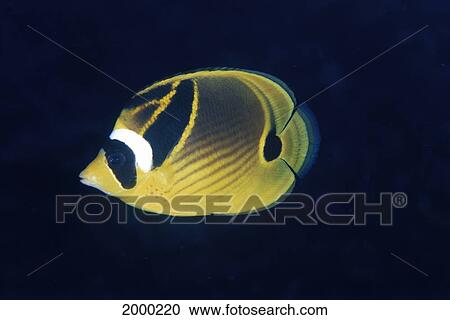 Stock Image - Hawaii, Close-Up Side View Of Raccoon Butterflyfish (Chaetodon Lunula) Black Background D1804. Fotosearch