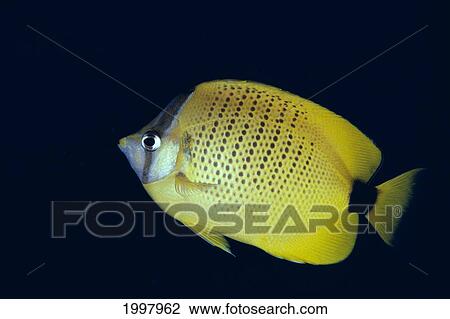 Hawaii, Close-Up Side View Of Milletseed Butterflyfish (Chaetodon Miliaris) A83G View Large Photo Image Stock Image - Hawaii, Close-Up Side View Of Milletseed Butterflyfish (Chaetodon Miliaris) A83G. Fotosearch