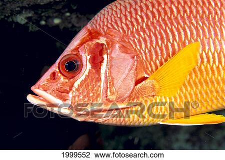 Stock Image - Hawaii, Close-Up Side View Of Long-Jawed Squirrelfish (Sargocentron Spiniferum) C1923. Fotosearch