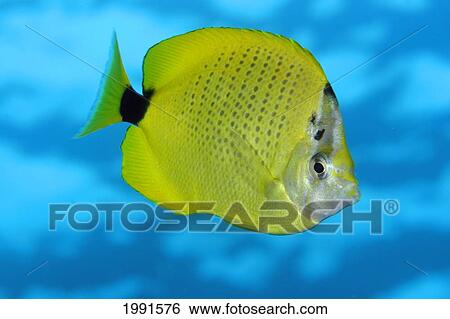 Stock Photograph - Hawaii, Close-Up Side View Of Milletseed Butterfly Fish In Blue Water [For Use Up To 13X20 Only]. Fotosearch