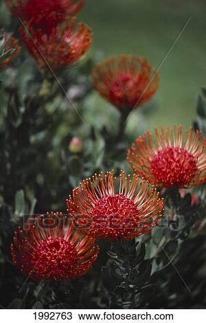 Stock Image - Hawaii, Close-Up Top View Of Red Pin Cushion Protea Blossoms.. Fotosearch
