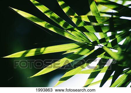 Hawaii, Closeup Detail Of Coconut Palm Leaf View Large Photo Image Stock Image - Hawaii, Closeup Detail Of Coconut Palm Leaf. Fotosearch