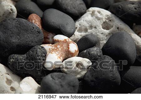 Stock Photo - Hawaii, Closeup of coral and lava rock.. Fotosearch