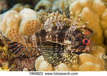 Stock Image - Hawaii, Closeup Of Green Lionfish Endemic, (Dendrochirus Barberi).. Fotosearch