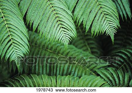 Stock Image - Hawaii, Closeup Of Hapu'u Ferns.. Fotosearch