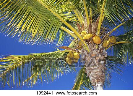 Stock Image - Hawaii, Closeup Of The Top Of A Palm Tree, Coconut Bunches Hanging From The Palm Fronds.. Fotosearch