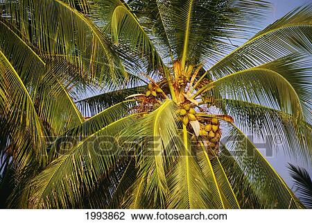 Stock Image - Hawaii, Closeup Of The Top Of A Palm Tree, Coconut Bunches Hanging From The Palm Fronds.. Fotosearch