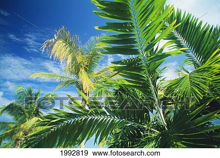Stock Photo - Hawaii, Closeup Of The Top Of A Palm Tree.. Fotosearch