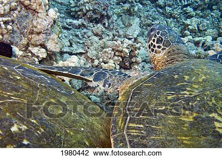Hawaii, Closeup On Shells Of Two Green Sea Turtles (Chelonia Mydas) On Colorful Coral Reef, One Tagged K-11 By National Marine Fisheries Service. View Large Photo Image Stock Image - Hawaii, Closeup On Shells Of Two Green Sea Turtles (Chelonia Mydas) On Colorful Coral Reef, One Tagged K-11 By National Marine Fisheries Service.. Fotosearch