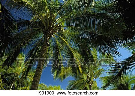 Stock Image - Hawaii, Cluster Of Coconut Palms, View From Below.. Fotosearch
