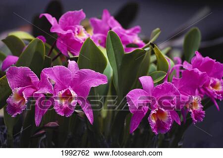 Stock Image - Hawaii, Cluster Of Pink Cattleya Orchids.. Fotosearch