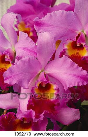 Stock Image - Hawaii, Cluster Of Pink Cattleya Orchids.. Fotosearch