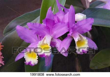 Hawaii, Cluster Of Pink Cattleya Orchids. View Large Photo Image Stock Photo - Hawaii, Cluster Of Pink Cattleya Orchids.. Fotosearch