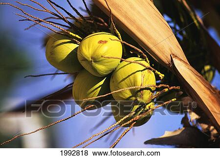 Stock Photo - Hawaii, Cluster Of Ripe Coconuts Hanging From A Palm Tree.. Fotosearch