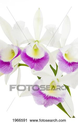Stock Image - Hawaii, Cluster Of White And Magenta Dendrobium Orchids, White Studio Background.. Fotosearch