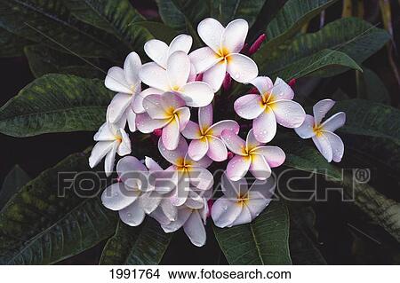 Hawaii, Cluster Of White Plumeria (Frangipani) Flowers On Tree. View Large Photo Image Picture - Hawaii, Cluster Of White Plumeria (Frangipani) Flowers On Tree.. Fotosearch