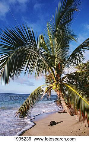Hawaii, Coconut Laying On A Sandy Tropical Beach Beneath A Palm Tree. View Large Photo Image Stock Photograph - Hawaii, Coconut Laying On A Sandy Tropical Beach Beneath A Palm Tree.. Fotosearch
