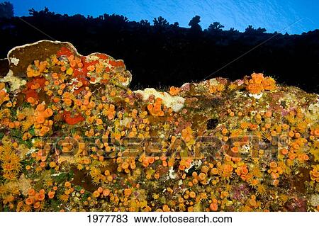 Hawaii, Colonial Cup Coral (Tubastraea Coccinea) Pictured Under A Ledge Looking Straight Up To The Surface. View Large Photo Image Stock Image - Hawaii, Colonial Cup Coral (Tubastraea Coccinea) Pictured Under A Ledge Looking Straight Up To The Surface.. Fotosearch