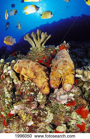 Stock Image - Hawaii, Colorful Reef Scene, 2 Scaly Slipper Lobsters, Milletseed Butterflyfish.. Fotosearch
