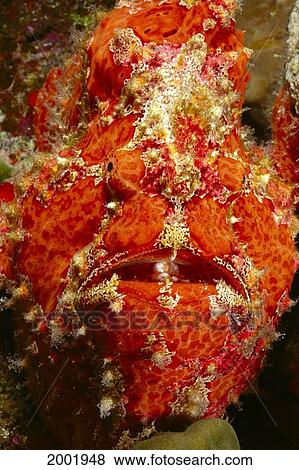 Hawaii, Commerson's Frogfish Looking Straight At Camera, Close-Up Face Detail, Mouth (Antennarius Commersoni) View Large Photo Image Stock Photo - Hawaii, Commerson's Frogfish Looking Straight At Camera, Close-Up Face Detail, Mouth (Antennarius Commersoni). Fotosearch