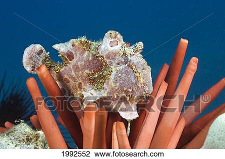 Stock Image - Hawaii, Commerson's Frogfish (Antennarius Commersoni) On A Slate Pencil Sea Urchin.. Fotosearch