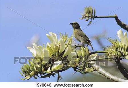 Stock Photograph - Hawaii, Common Amakihi Hemignathus Virens Virens Female.. Fotosearch