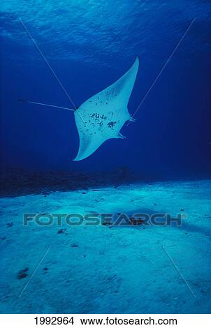 Picture - Hawaii, Common Manta Ray (Manta Alfredi) Swims Over Sand Bottom.. Fotosearch