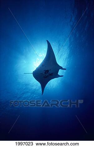 Stock Image - Hawaii, Common Manta Ray Silhouette (Manta Alfredi) A86B. Fotosearch