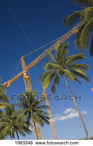 Stock Photo - Hawaii, Construction Cranes And Palm Trees Against Bright Blue Sky.. Fotosearch