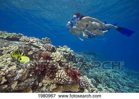 Stock Photo - Hawaii, Couple Free Diving Over Coral Reef.. Fotosearch