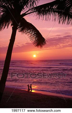 Hawaii, Couple Silhouetted On The Beach At Sunset With Tall Palm Foreground, A05G View Large Photo Image Stock Photo - Hawaii, Couple Silhouetted On The Beach At Sunset With Tall Palm Foreground, A05G. Fotosearch