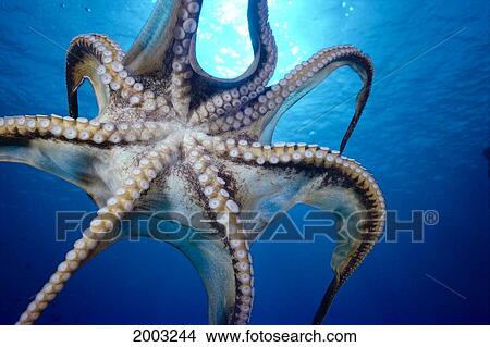 Picture - Hawaii, Day Octopus In Midwater, Underside (Octopus Cyanea) With Sun Shining Through. Fotosearch