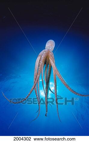 Hawaii, Day Octopus Midwater Heading Downward With Sunburst (Octopus Cyanea) View Large Photo Image Stock Image - Hawaii, Day Octopus Midwater Heading Downward With Sunburst (Octopus Cyanea). Fotosearch
