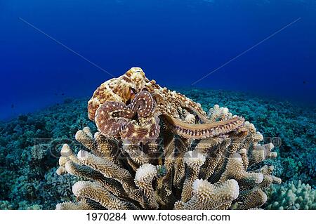 Picture - Hawaii, Day Octopus (Octopus Cyanea) Laying On A Bed Of Coral. Fotosearch