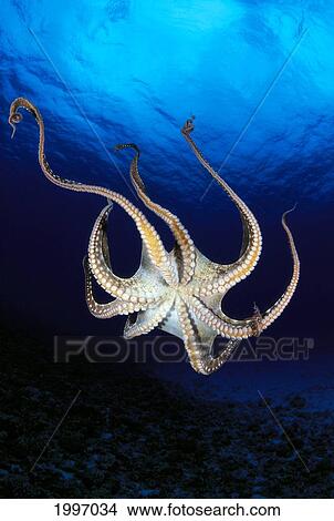 Picture - Hawaii, Day Octopus (Octopus Cyanea) View Of Underside Near Surface, Midwater A87B. Fotosearch