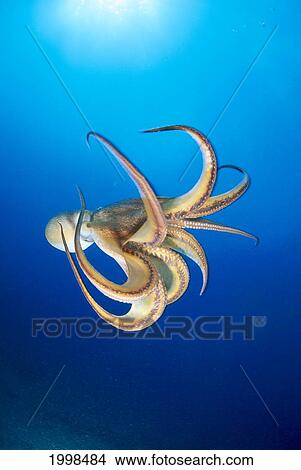 Picture - Hawaii, Day Octopus (Octopus Cyanea) Midwater With Sunburst B1908. Fotosearch