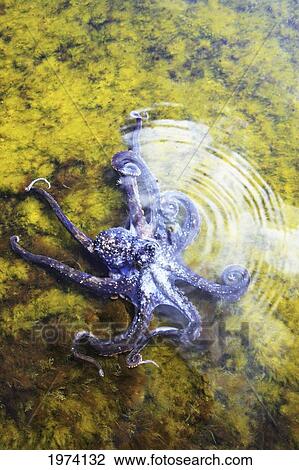 Stock Image - Hawaii, Day Octopus (Octopus Cyanea) Sitting In Shallow Water.. Fotosearch
