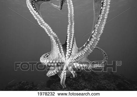 Stock Image - Hawaii, Day Octopus (Octopus Cyanea), Close-Up Of Tentacles And Suction Cups (Black And White Photograph).. Fotosearch
