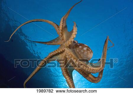 Stock Image - Hawaii, Day Octopus (Octopus Cyanea) The Tentacles And Suckkers Are Visible On This Eight Armed Cephalopod.. Fotosearch
