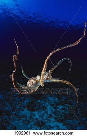 Hawaii, Day Octopus (Octopus Cyanea) Dark Blue Water, Near Ocean Floor View Large Photo Image Stock Image - Hawaii, Day Octopus (Octopus Cyanea) Dark Blue Water, Near Ocean Floor. Fotosearch