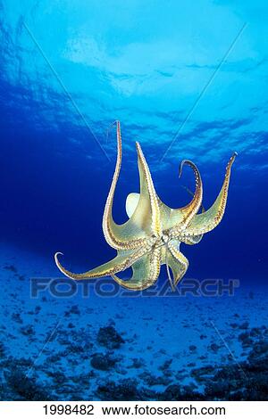 Stock Image - Hawaii, Day Octopus (Octopus Cyanea) Midwater With Sunburst, Underside B1935. Fotosearch