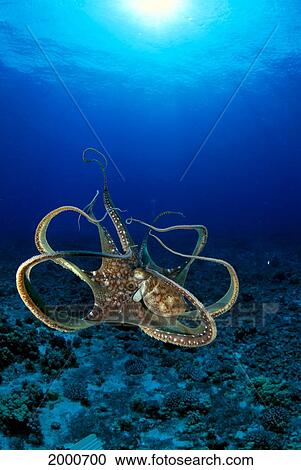 Hawaii, Day Octopus (Octopus Cyanea) View Large Photo Image Stock Image - Hawaii, Day Octopus (Octopus Cyanea). Fotosearch